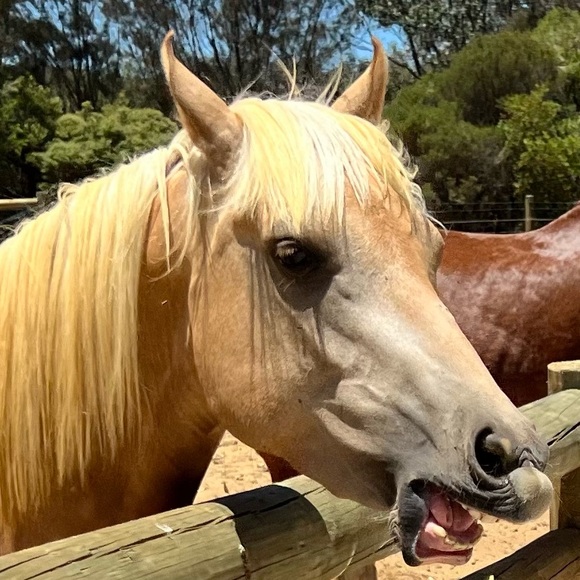 Meet your Posher, Mel - Picture 1 of 1